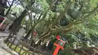 賀茂御祖神社(下鴨神社)の{uncategorized: "未分類", other: "その他", undefined: "問題あり", building: "その他建物", grave: "お墓", sacred_gate: "鳥居", guardian: "狛犬", statue: "像", buddha: "仏像", history: "歴史", nature: "自然", garden: "庭園", animal: "動物", pagoda: "塔", temizu: "手水舎", mountain_gate: "山門・神門", sanctuary: "本殿・本堂", subordinate: "末社・摂社", art: "芸術", scenery: "景色", jizo: "地蔵", ema: "絵馬", goshuin: "御朱印", omikuji: "おみくじ", items: "授与品その他", amulet: "お守り", goshuincho: "御朱印帳", eats: "食事", festival: "お祭り", votive_dance: "神楽", shichigosan: "七五三参", wedding: "結婚式", experience: "体験その他", initially: "初詣", around: "周辺", anti_infection: "感染症対策"}