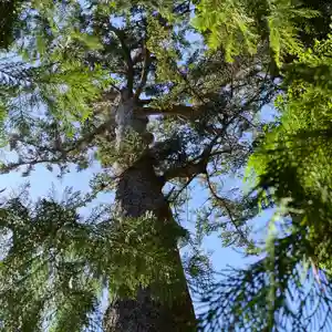 滑川神社 - 仕事と子どもの守り神(福島県)(2025年02月15日(土) 15時46分15秒投稿)
