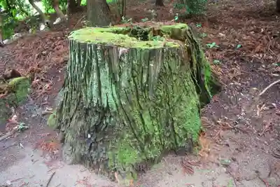 鹿島大神宮の自然