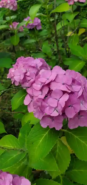 思金神社(神奈川県)