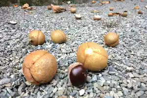 早馬神社の自然(2023年09月11日(月) 11時52分36秒投稿)