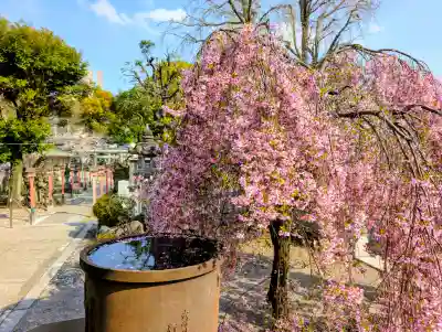 千住神社の{uncategorized: "未分類", other: "その他", undefined: "問題あり", building: "その他建物", grave: "お墓", sacred_gate: "鳥居", guardian: "狛犬", statue: "像", buddha: "仏像", history: "歴史", nature: "自然", garden: "庭園", animal: "動物", pagoda: "塔", temizu: "手水舎", mountain_gate: "山門・神門", sanctuary: "本殿・本堂", subordinate: "末社・摂社", art: "芸術", scenery: "景色", jizo: "地蔵", ema: "絵馬", goshuin: "御朱印", omikuji: "おみくじ", items: "授与品その他", amulet: "お守り", goshuincho: "御朱印帳", eats: "食事", festival: "お祭り", votive_dance: "神楽", shichigosan: "七五三参", wedding: "結婚式", experience: "体験その他", initially: "初詣", around: "周辺", anti_infection: "感染症対策"}