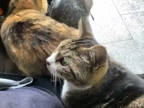 玉野御嶽神社の動物