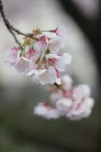 密藏院(埼玉県)