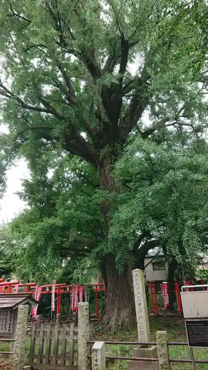 鬼子母神堂 (法明寺)の自然