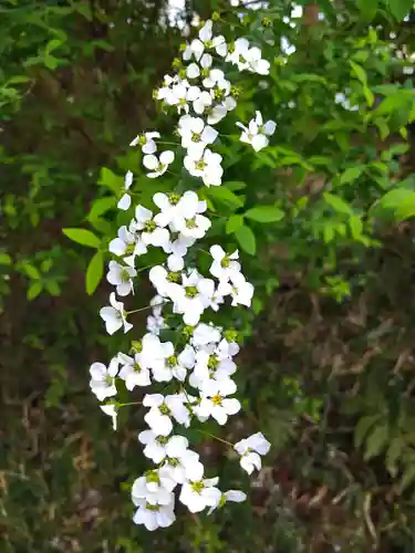 阿智神社の自然