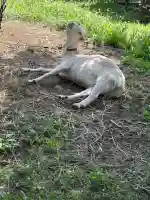 永福寺(東京都)