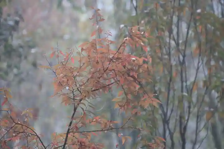 阿久津「田村神社」(郡山市阿久津町)旧社名:伊豆箱根三嶋三社の自然
