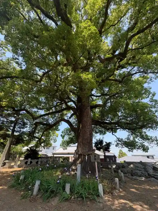 白峰宮の{uncategorized: "未分類", other: "その他", undefined: "問題あり", building: "その他建物", grave: "お墓", sacred_gate: "鳥居", guardian: "狛犬", statue: "像", buddha: "仏像", history: "歴史", nature: "自然", garden: "庭園", animal: "動物", pagoda: "塔", temizu: "手水舎", mountain_gate: "山門・神門", sanctuary: "本殿・本堂", subordinate: "末社・摂社", art: "芸術", scenery: "景色", jizo: "地蔵", ema: "絵馬", goshuin: "御朱印", omikuji: "おみくじ", items: "授与品その他", amulet: "お守り", goshuincho: "御朱印帳", eats: "食事", festival: "お祭り", votive_dance: "神楽", shichigosan: "七五三参", wedding: "結婚式", experience: "体験その他", initially: "初詣", around: "周辺", anti_infection: "感染症対策"}