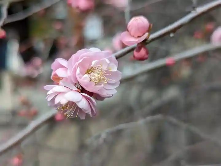 梅宮大社(京都府)