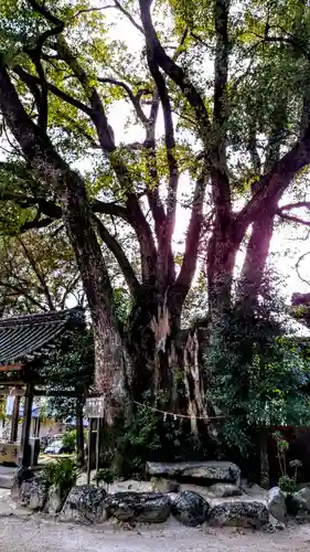 八幡宮（寺部八幡宮）の自然