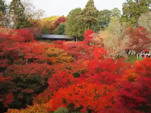 東福禅寺（東福寺）(京都府)