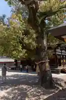 住吉大社(大阪府)