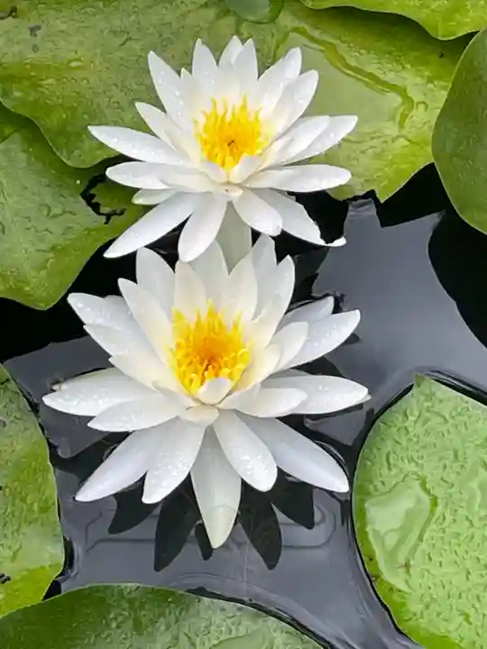 丹生大師 神宮寺(三重県)