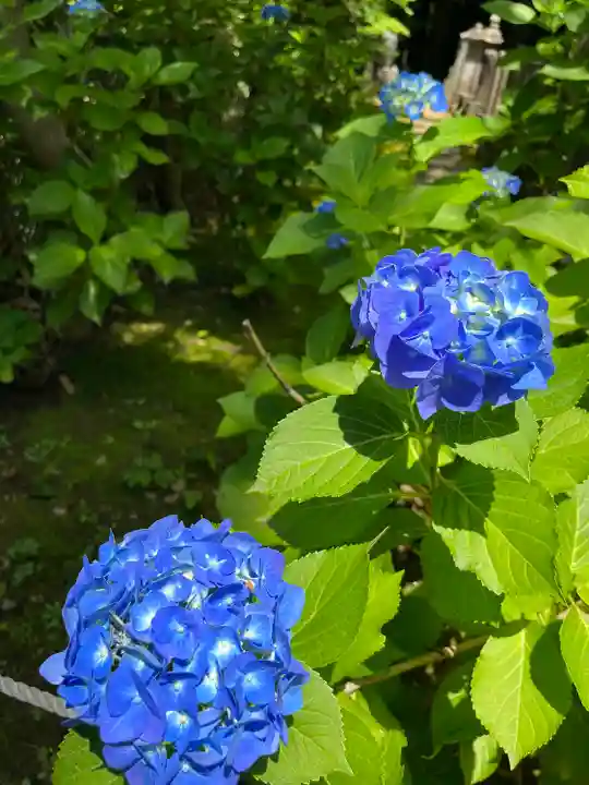 本土寺(千葉県)