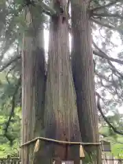 戸隠神社中社(長野県)