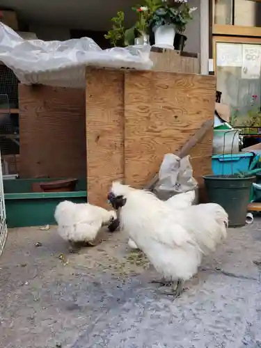 榮久山大法寺の動物