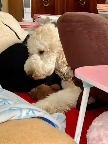 霊鑑寺門跡の動物