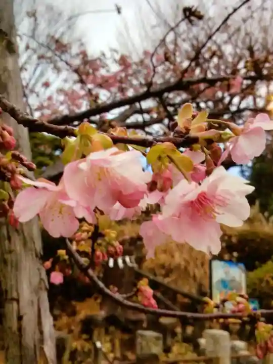 鳩森八幡神社の自然