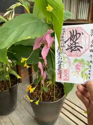 妙蓮寺(神奈川県)