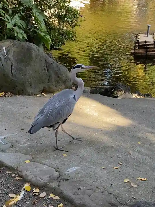 平塚八幡宮の動物
