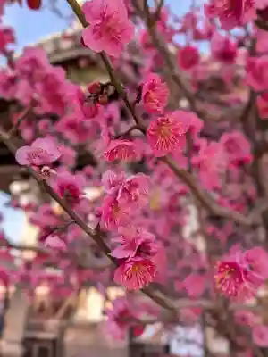 諏訪神社(東京都)