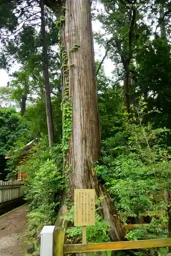 鹿島神宮の自然