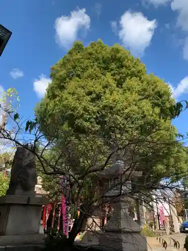 王子神社の自然