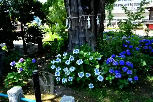 磐井神社(東京都)