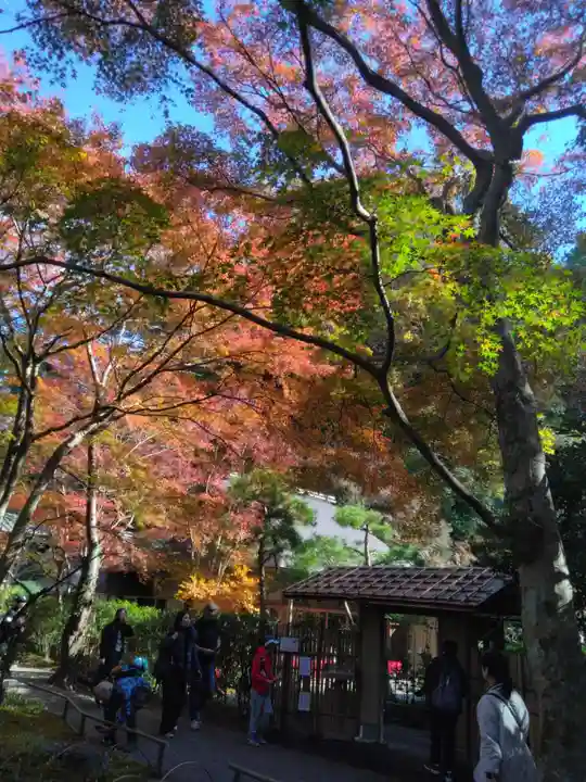 明月院(神奈川県)
