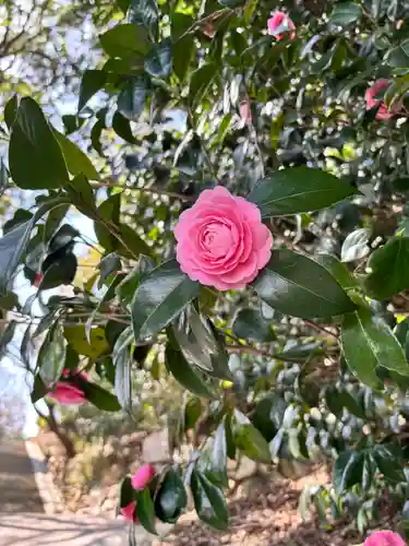 勝岡八幡神社(愛媛県)