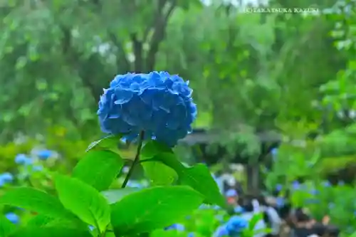 明月院(神奈川県)