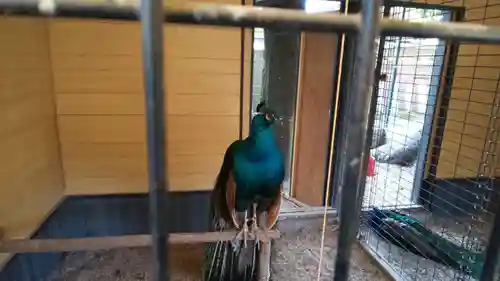田中神社の動物