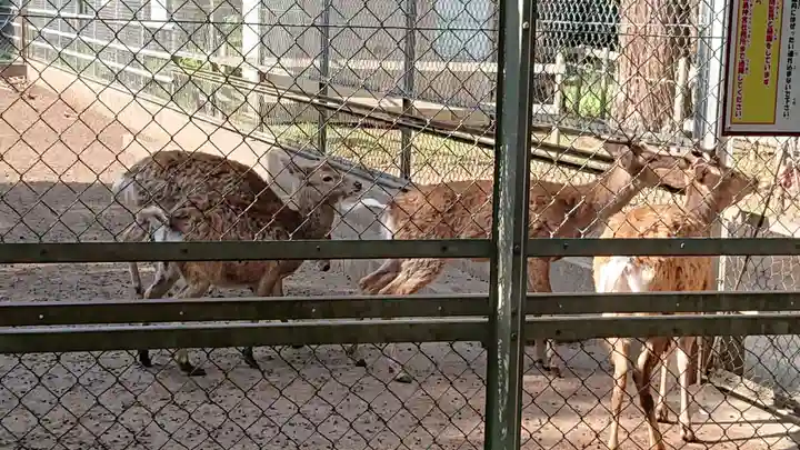 鹿島神宮の動物