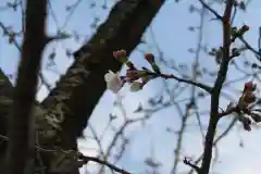 伊勢山皇大神宮の自然