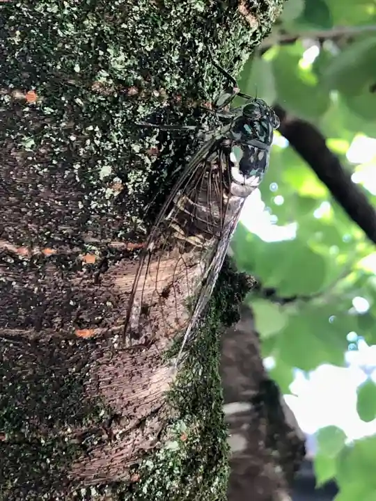 秩父札所十三番 慈眼寺(埼玉県)