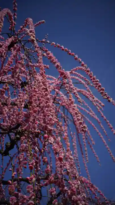 城南宮(京都府)