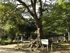 常磐神社の自然