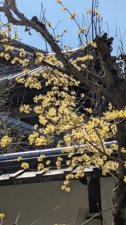隨心院(随心院)(京都府)