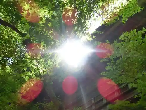 醍醐寺（上醍醐）の自然