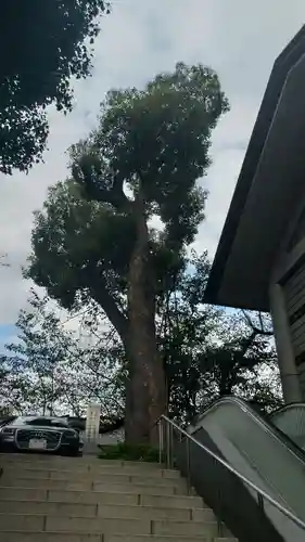 日枝神社の自然