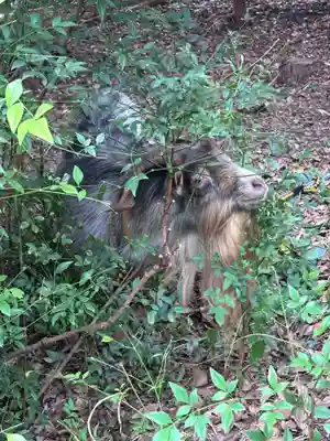 柏諏訪神社(千葉県)