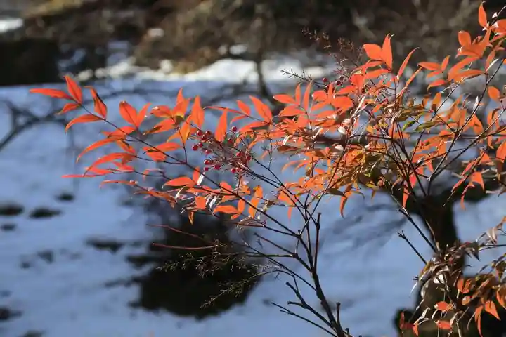 鹿島大神宮の自然