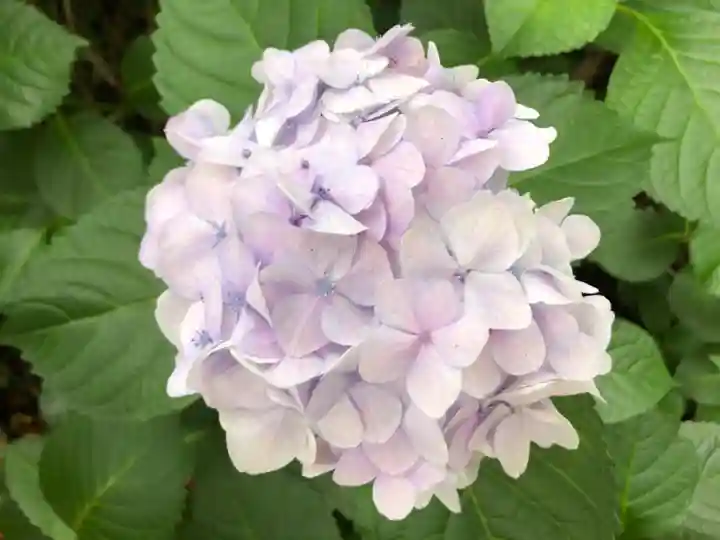 徳島眉山天神社の自然