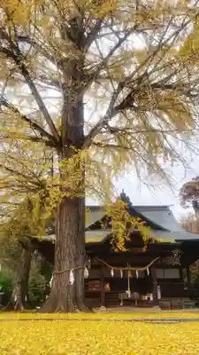 賀羅加波神社(広島県)