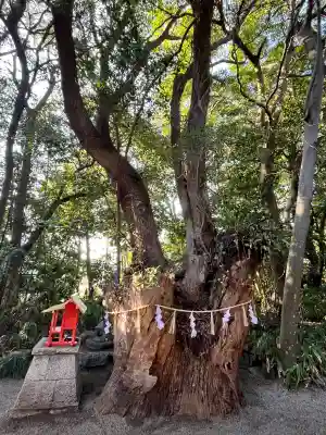 津八幡宮の{uncategorized: "未分類", other: "その他", undefined: "問題あり", building: "その他建物", grave: "お墓", sacred_gate: "鳥居", guardian: "狛犬", statue: "像", buddha: "仏像", history: "歴史", nature: "自然", garden: "庭園", animal: "動物", pagoda: "塔", temizu: "手水舎", mountain_gate: "山門・神門", sanctuary: "本殿・本堂", subordinate: "末社・摂社", art: "芸術", scenery: "景色", jizo: "地蔵", ema: "絵馬", goshuin: "御朱印", omikuji: "おみくじ", items: "授与品その他", amulet: "お守り", goshuincho: "御朱印帳", eats: "食事", festival: "お祭り", votive_dance: "神楽", shichigosan: "七五三参", wedding: "結婚式", experience: "体験その他", initially: "初詣", around: "周辺", anti_infection: "感染症対策"}