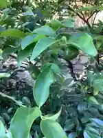 若宮八幡社の自然