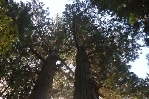 夏井諏訪神社の自然