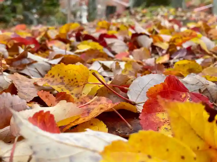 真正極楽寺(真如堂)の自然