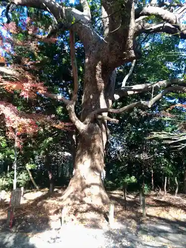 飯津佐和乃神社(静岡県)
